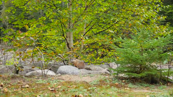 Wide Shot Showing A Ground Hog Sitting On Rocks In Front Of A Birch Tree
