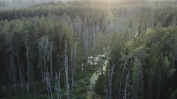 Flight Over Old Growth Boreal Forest with Dead Trees in Beaver Flooded alt