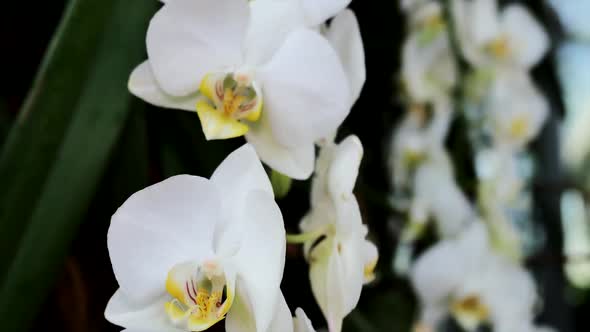 White Orchid On A Blurred Background  alt