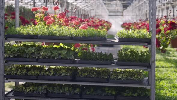 Plant Seedlings in Pots Stand on Rack in Sunny Greenhouse