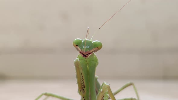 Praying Mantis cleans its antennae. Close up. 4k footage. alt