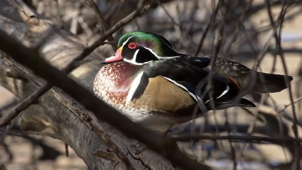 Sun shining on drake wood duck hiding in tree alt