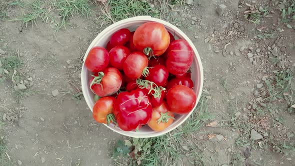 Woman putting fresh organic tomatoes into bucket in the garden on a sunny day alt