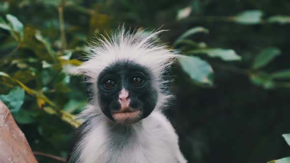 Red Colobus Monkey Sitting on Branch in Jozani Tropical Forest Zanzibar Africa alt