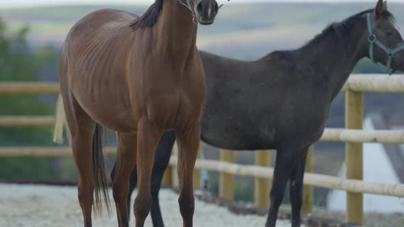 Tilt up of two horses alt