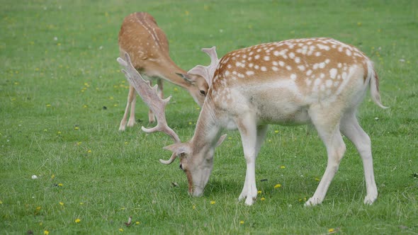 Sika Deer, Cervus Nippon Also Known As the Spotted Deer or the Japanese Deer. Ruminant Mammal Is alt