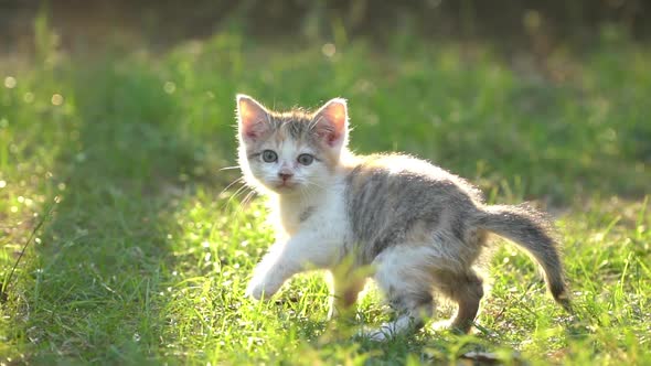 Cute Persian Kitten Walking In The Park Under Sunlight