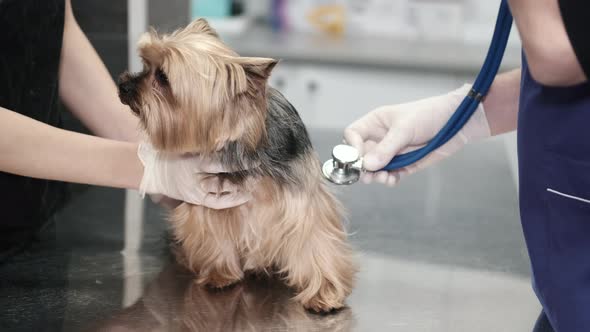 Yorkshire Terrier Dog During Vet Appointment in Clinic alt