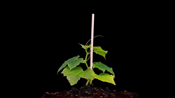 Young Cucumber Plants Germinate Under the Sun Time Lapse Alpha Channel alt