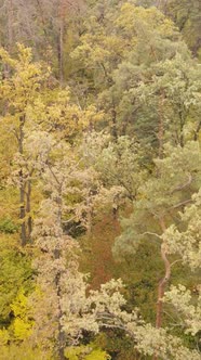 Vertical Video Trees in the Autumn Forest in the Afternoon alt