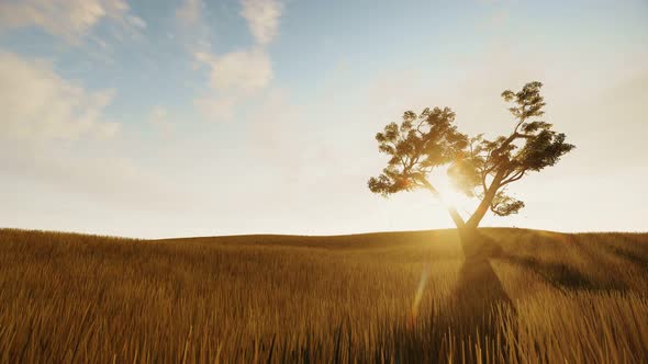 Single Autumn Tree alt