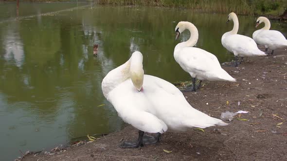 Swans on the Shore of the Lake Clean Their Feathers alt