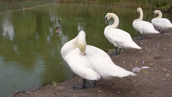 Swans on the Shore of the Lake Clean Their Feathers