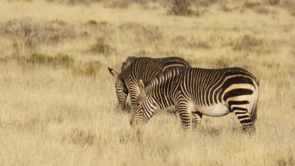 Cape Mountain Zebras In Open Grassland alt