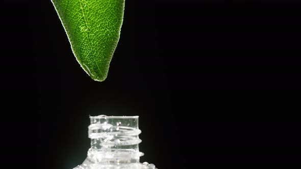 Dripping Leaf Juice Into Bottle Closeup Plant Oil alt