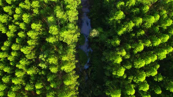 4K aerial top view from a drone, eucalyptus Green Forest alt