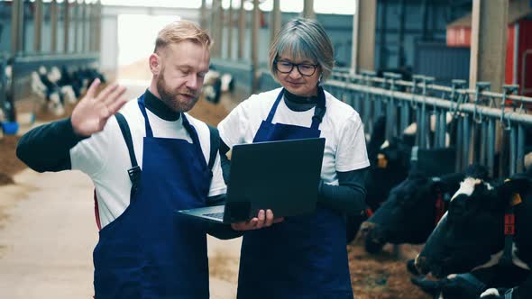 Two Specialists are Discussing Plans in the Cow Farm alt
