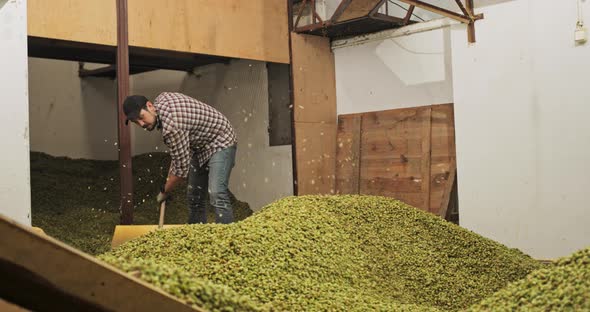 A Hops Plantation Worker Shovels the Dried Hop Cones Into a Hopper in a Warehouse alt