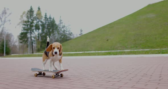 Beagle Dog Rides a Skateboard in Park alt