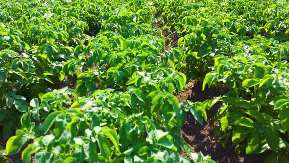 Field of Green Potato Bushes. Top View of Potato Field. alt