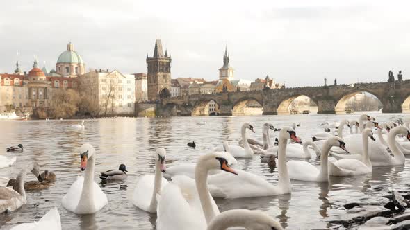 White Cygnus on water in Czech Republic city of Prague 3840X2160 UHD footage - Swans and other birds alt