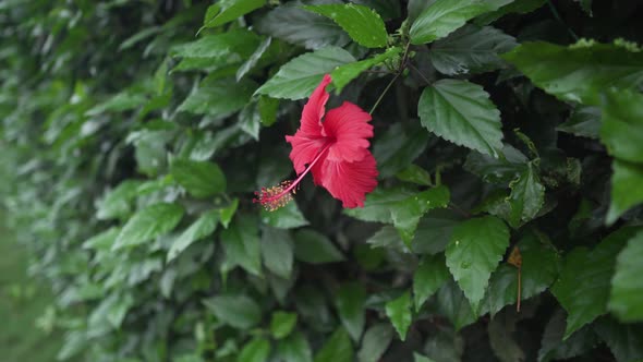 Red China Rose In Full Bloom During Springtime - forward shot alt