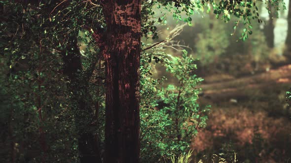 Panoramic View of the Majestic Evergreen Forest in a Morning Fog alt