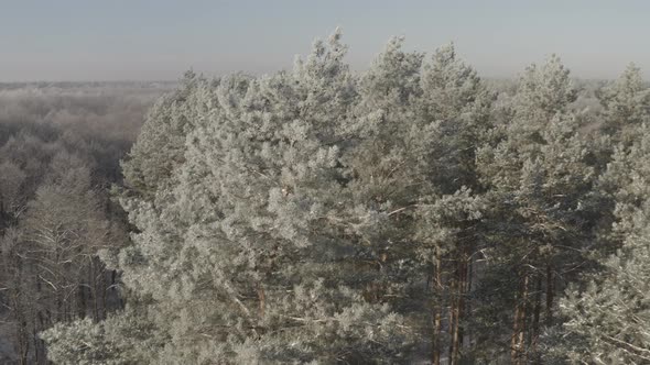 Ungraded Dlog Beautiful Snowy White Forest In Winter Frosty Day alt
