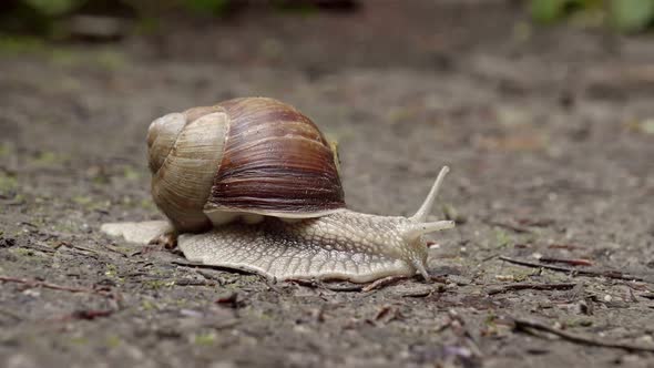 Close up of snail (Helix pomatia) crawling on the forest path.Time-lapse.