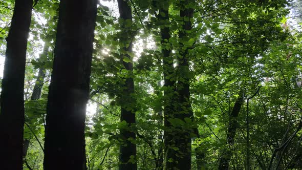 Slow Motion View of Green Forest By Day alt