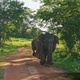Wild Elephants Walking in a Line Towards Camera on Dirt Safari Road in the Early Morning - VideoHive Item for Sale