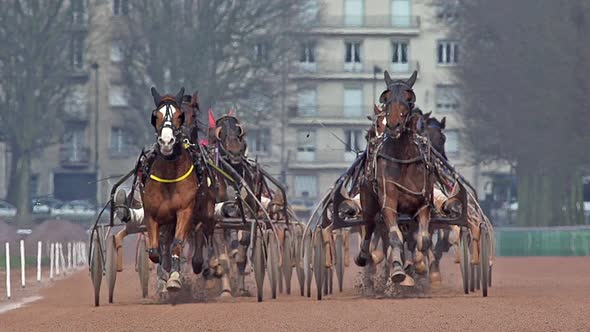 700729 Horse racing, French Trotter, harness racing at racecourse, Caen, Normandy, France alt