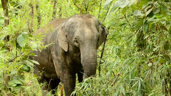 asia elephant in tropical forest, Stock Footage | VideoHive