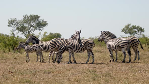 Zebra Herd in Meadow of African Savanna, Full Frame Slow Motion. Animals in Natural Environment alt