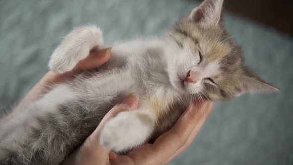 The Woman Holds the Sleeping Kitten in Her Arms and Strokes It Gently