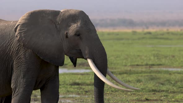 Elephants in Kenya, Africa