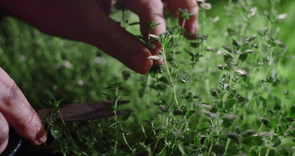 Thyme is Cutted with Scissors Right From the Seedbed Where It Was Grown Vertical Farming Herbs and alt