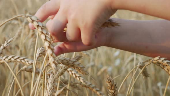 Ears of Golden Wheat on Farm Field alt