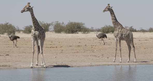 Giraffes and Ostriches