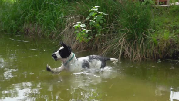 Happy Black and White English Cocker Spaniel Is Jumping Into the Pond alt