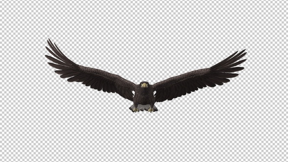 Eurasian White-tailed Eagle - Flying Loop - Front View