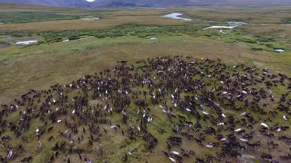 Reindeer Run On Tundra In Autumn