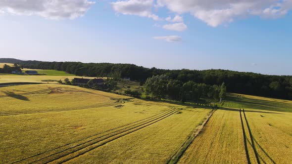 Drone Flying Over a Bright Yellow Wheat Field Near Forest and Sea
