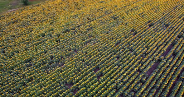 Aerial View Agriculture Field with Blooming Sunflowers alt
