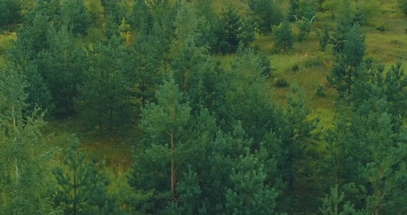 Aerial View Coniferous Forest