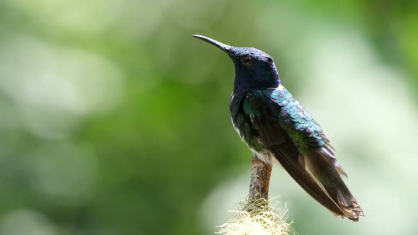 White-Necked Jacobin Bird Next to Its Nest in the Forest