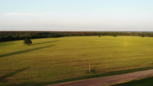 Beautiful Aerial Shot, Flying Over Yellow Country Field and Path, Drone, Top View, Shot From Above