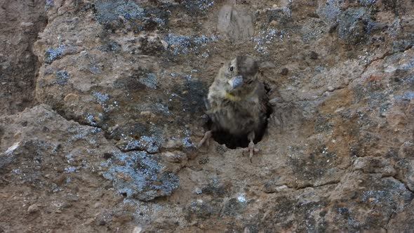 Small Gray Brown Bird and Little Birdhouse Nest in The Hole of The Rock Wall alt