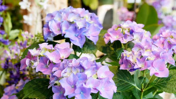 Beautiful flowers in shop 4k alt