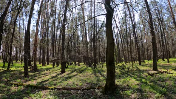 Walking Through the Forest with Pine Trees During the Day POV Slow Motion alt
